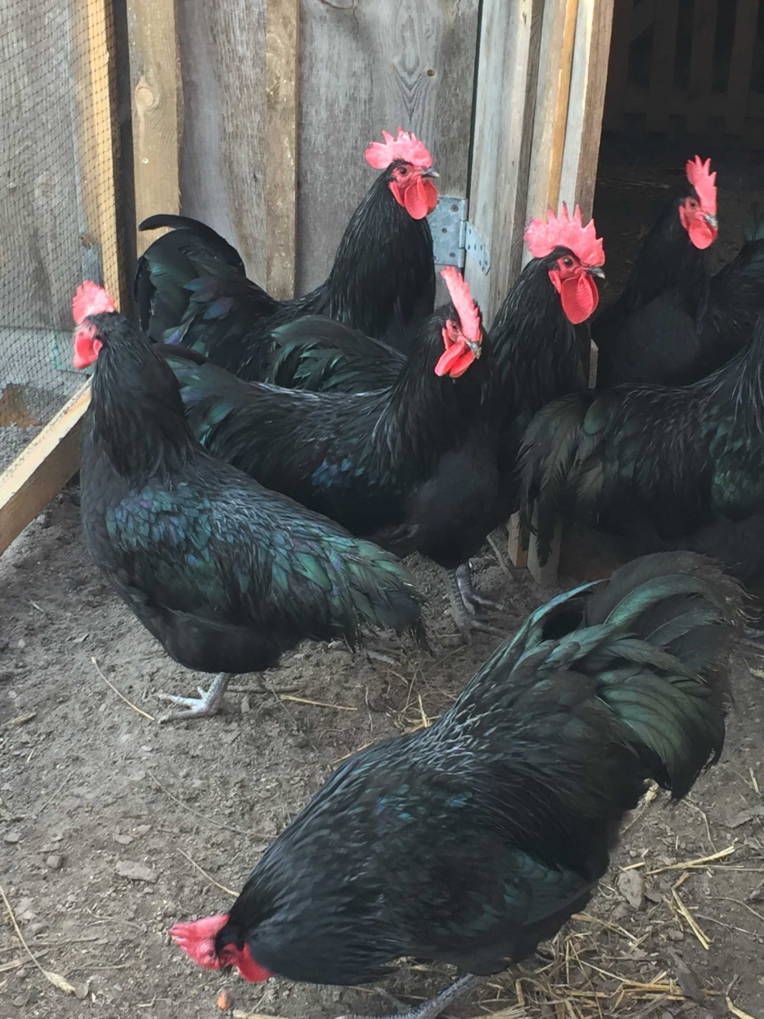 Kogut australorp czarny