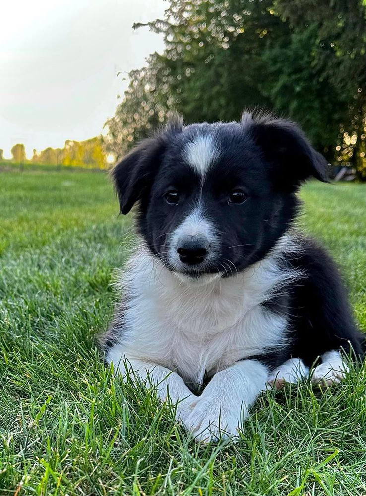 Suczka Border Collie czarno-biała z Rodowodem + bogata wyprawka