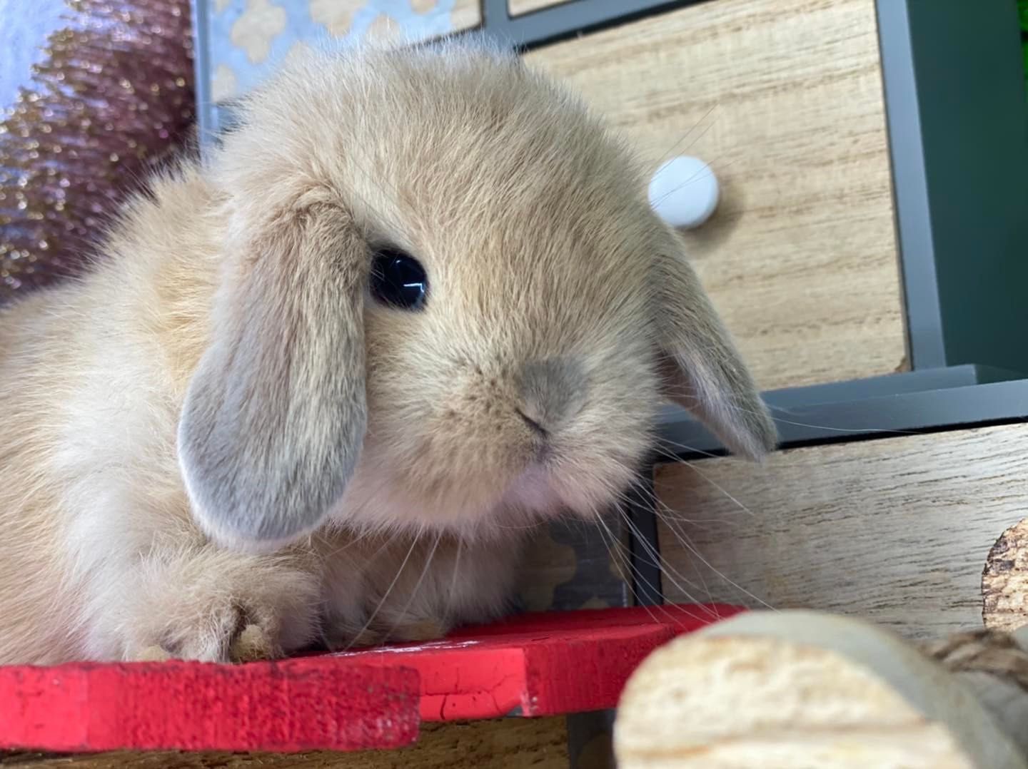 Mini lop z odbiorem na 20.12 króliczki mini lopy dowóz