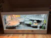 Terarium dla Agamy Brodatej