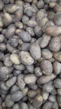 Ziemniaki katania drobne kaliber 3.5-5.5
