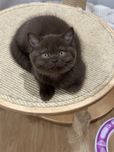Macho   British Shorthair Chocolate com LOP