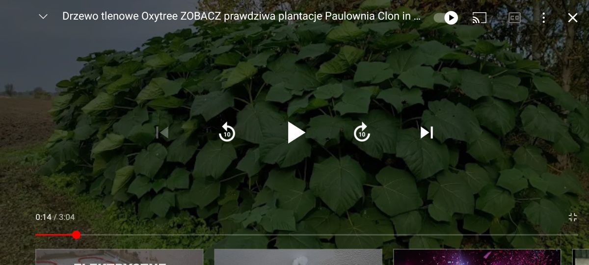 Drzewo tlenowe Oxytree Paulownia ZOBACZ FILM. Sadzonki i karpy WYSYLKA