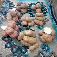 Продам картоплю сортова картошка