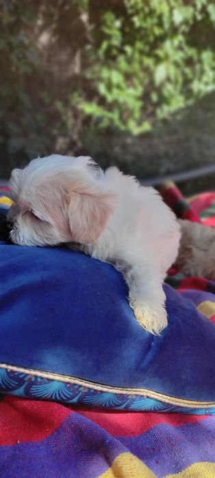 Maltipoo suczka Warszawa pudel maltańczyk