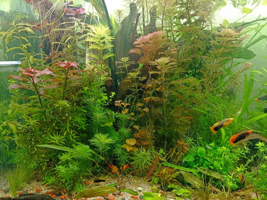 Простые растения для аквариума - Гигрофила, Людвигия , Эхонодорусы др