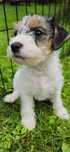 Parson Russell Terrier.  Suczka.  ZKwP. hodowla Mazurski Brzeg