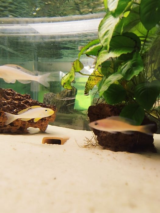 Xenotilapia sp. Papilio Sunflower Kisi