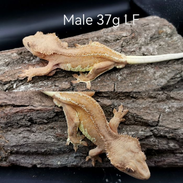 Gekon orzęsiony samce Lw