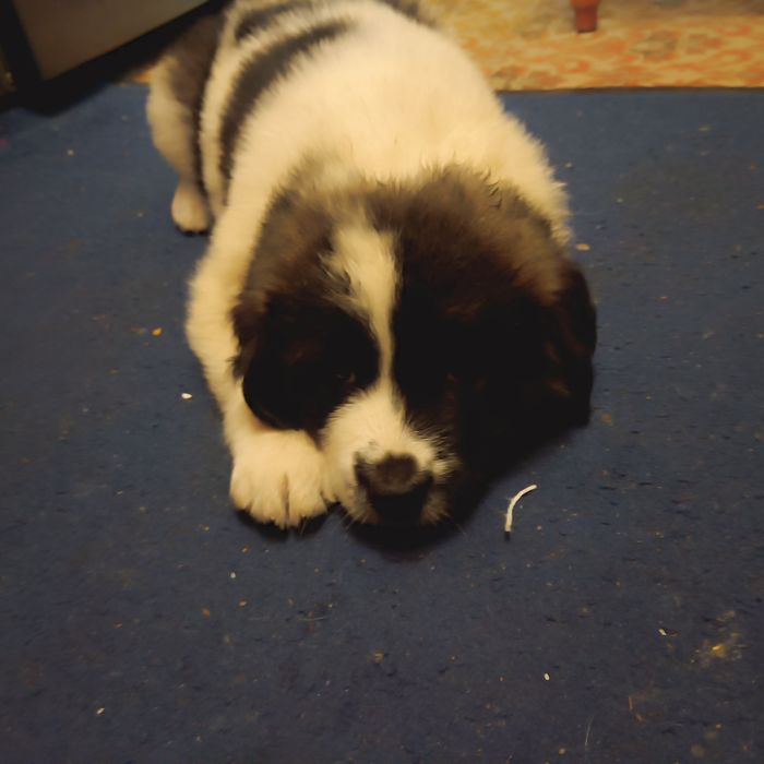 Продам щенков московской сторожевой