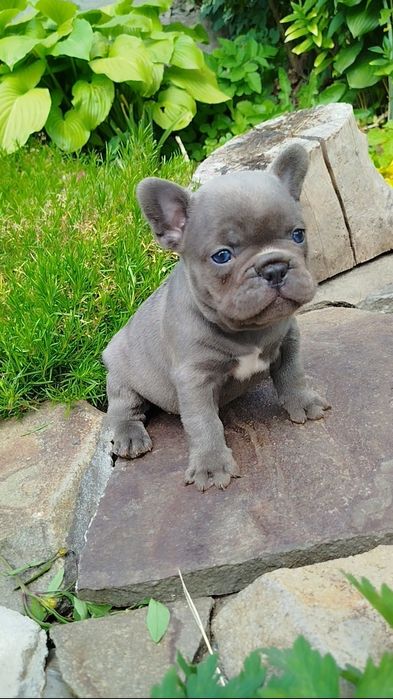 Французята - хлопчики й дівчата