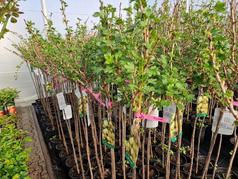 Drzewka Owocowe, Drzewka Ozdobne