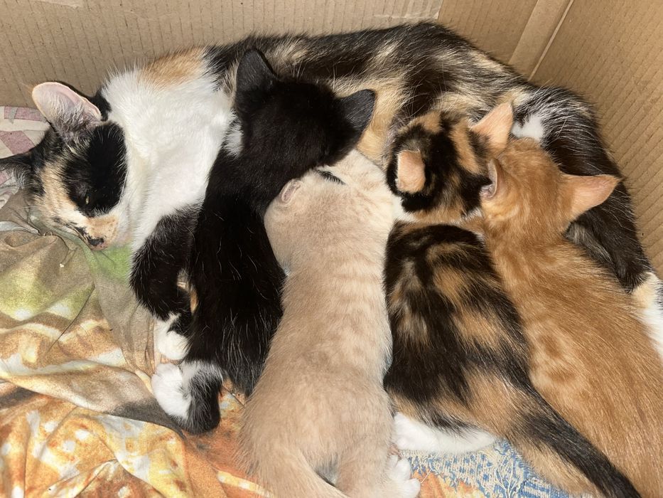 Отдаем котят в добрые руки!