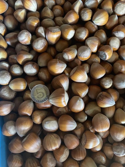 Orzech laskowy duży