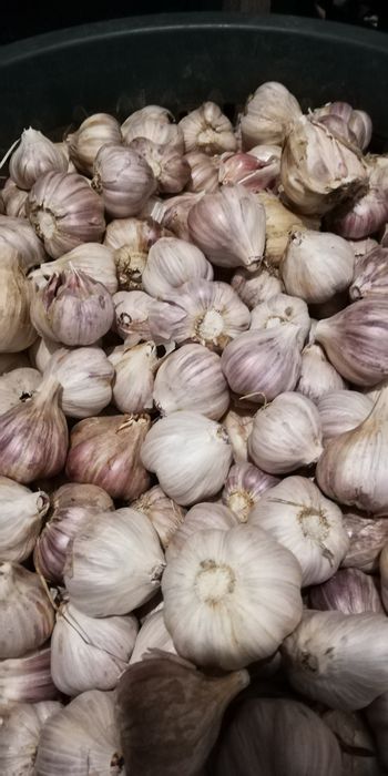 Czosnek zimowy Harnaś na wagę 5kg