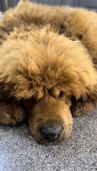 Грумінг Великих пород