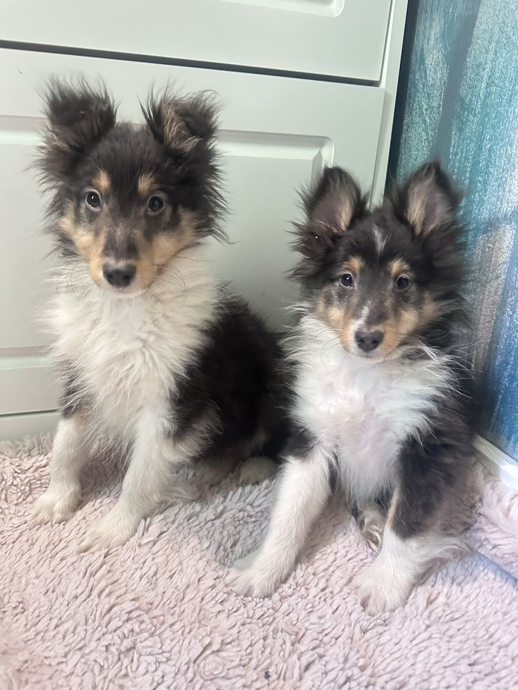Owczarek szetlandzki sheltie tricolor OKAZJA z powodu wyjazdu
