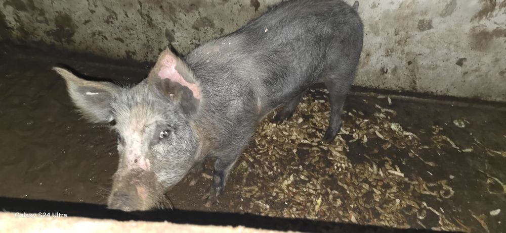 Porca 120/130kg para abate ou criação animal de excelente qualidade