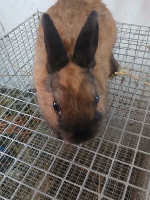 samce krolik miniatura