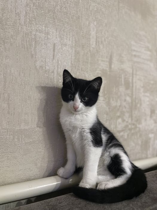 Кошенята в Добрі руки