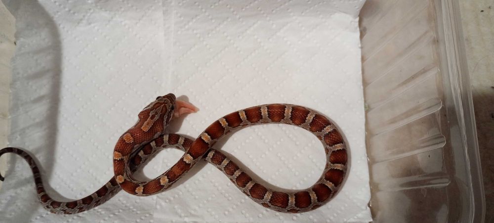 wąż zbożowy - samiec het. palmetto, caramel