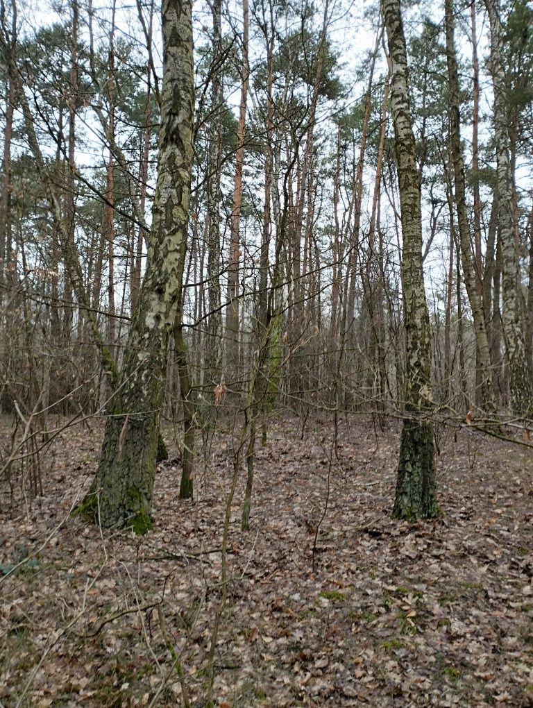 Sprzedam działkę lasu