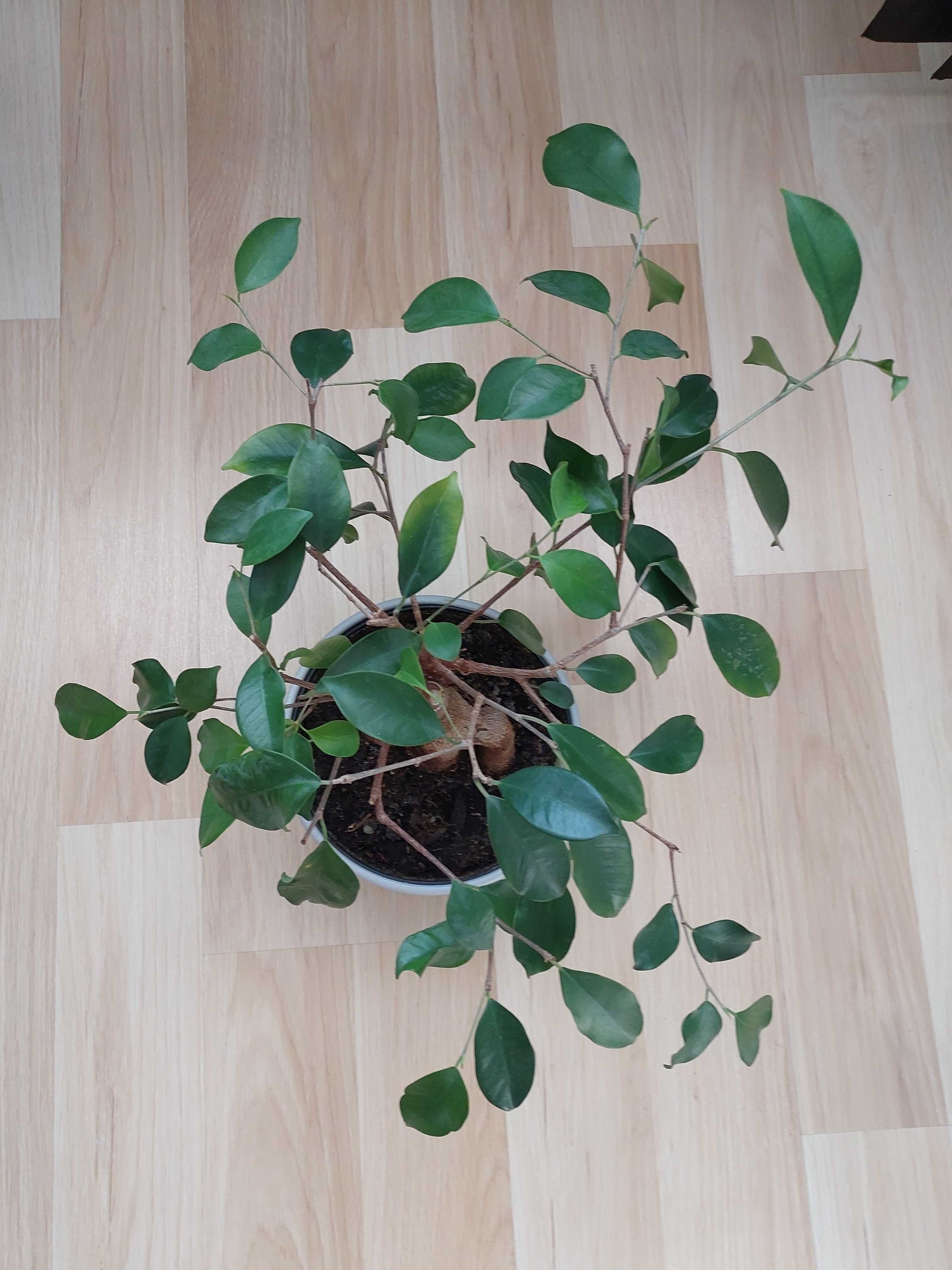 Bonsai fikus Tępy Ficus microcarpa figowiec retusa