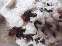 Karaczan turecki