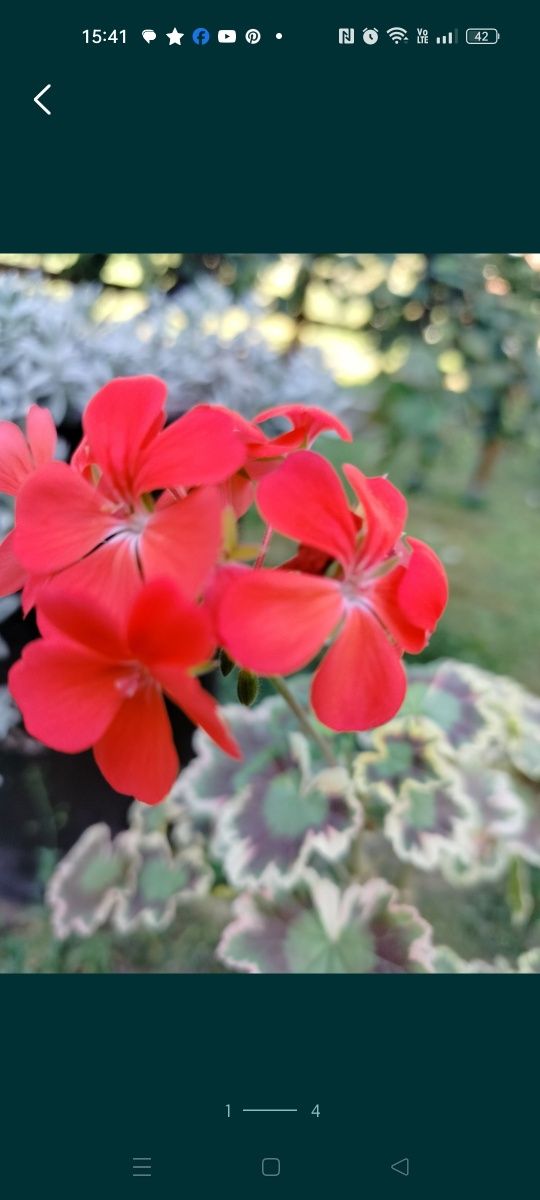 Pelargonia pasiasta