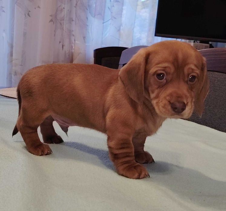 Jamnik miniatura krótkowłosy