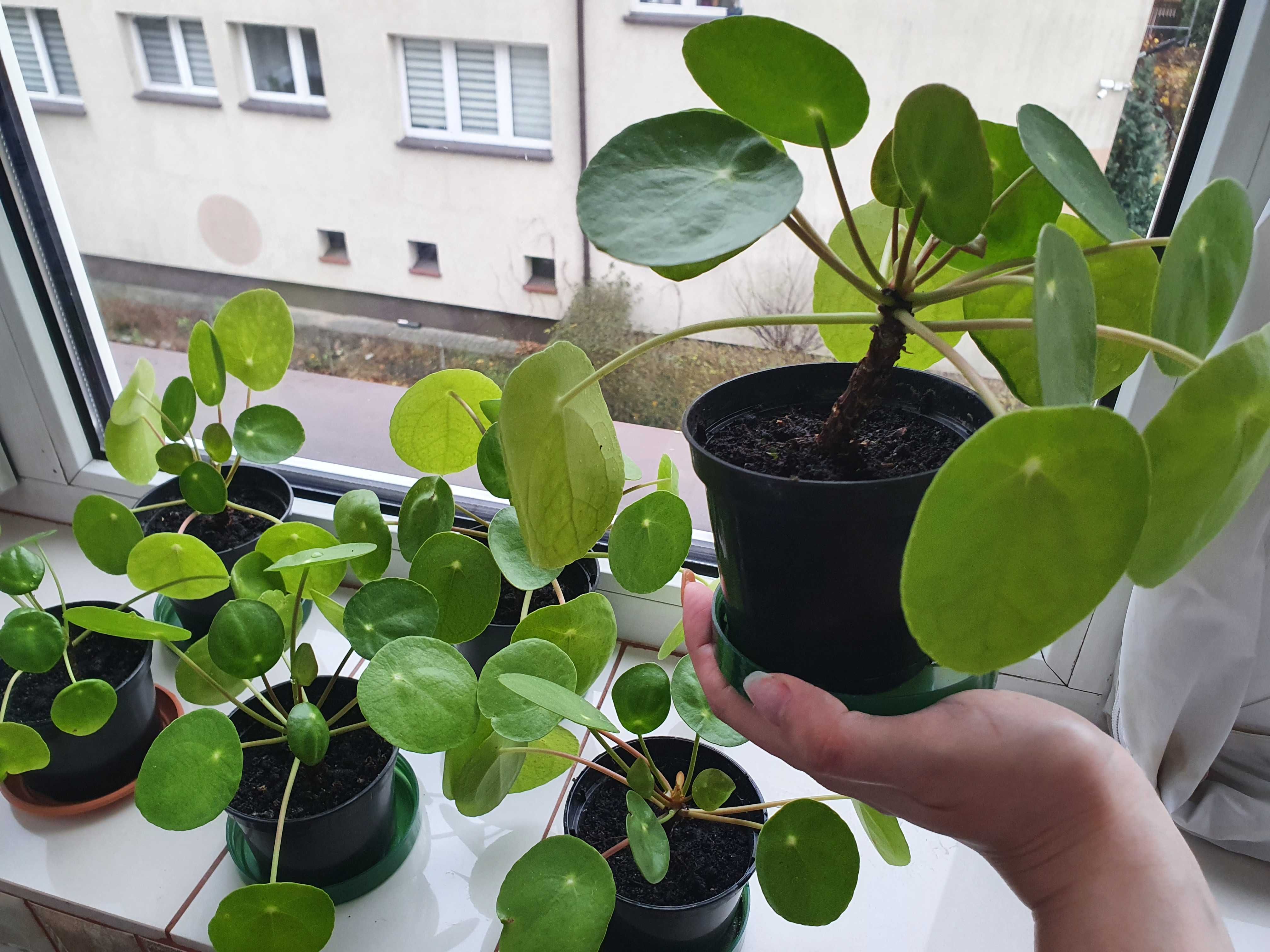 Pilea Peperomioides PIENIĄŻEK z doniczką roślinka sadzonki kwiatek