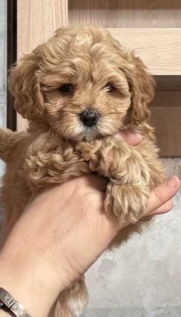 Мальчик мальтипу в карамельном окрасе.