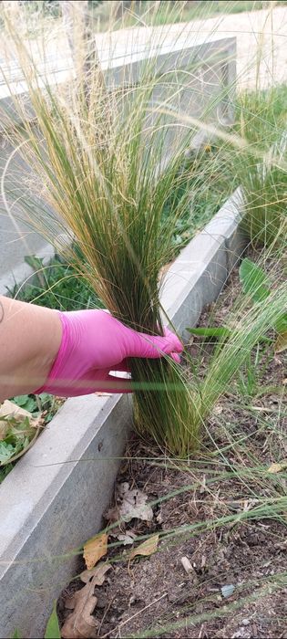 Trawa stipa pony tails ponad 40 szt
