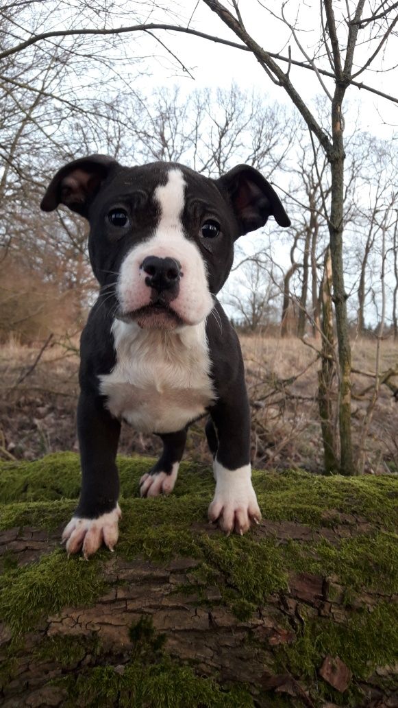 American Bully Piesek czarny