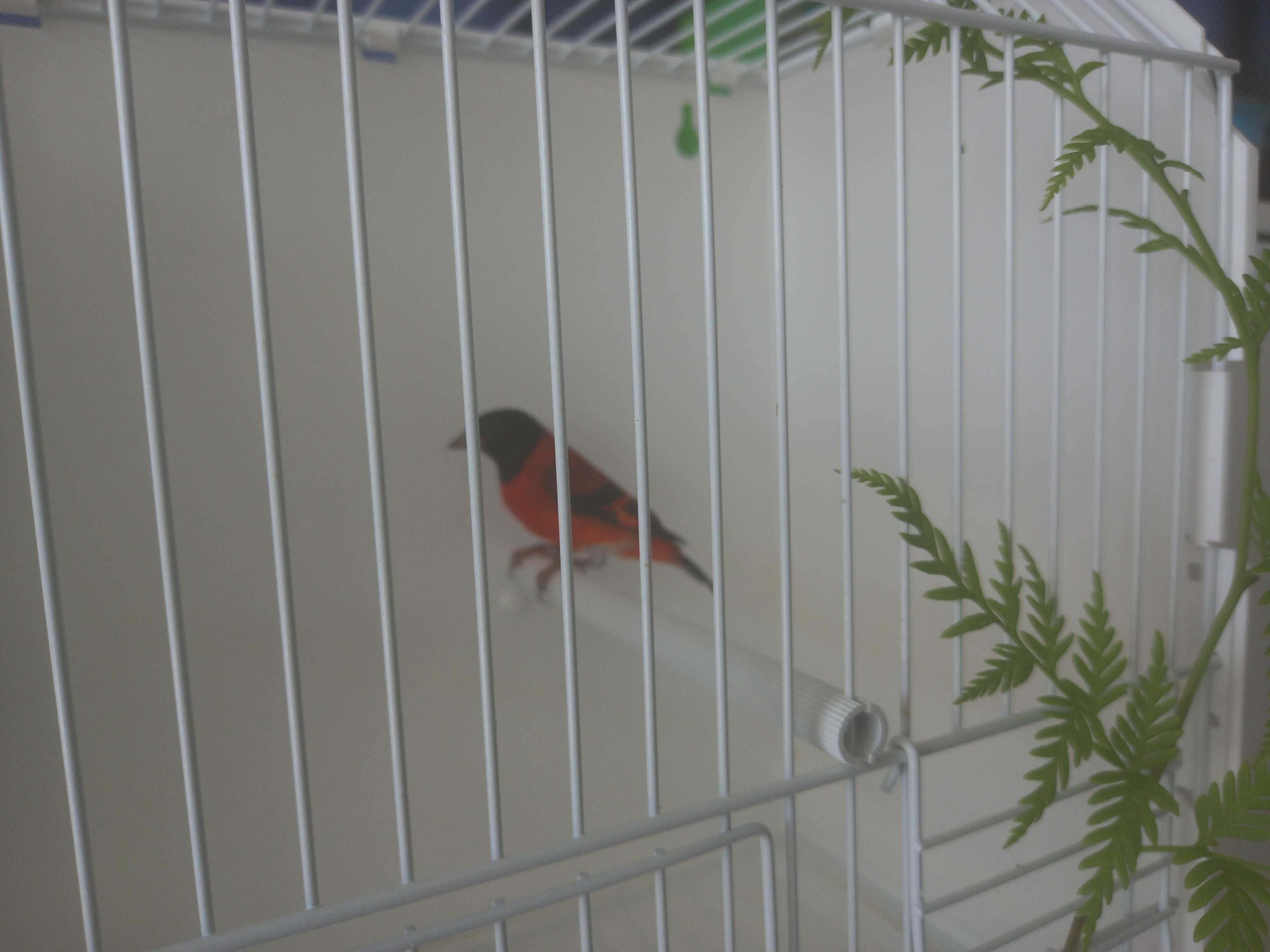 Cardinalitos 2025 novos