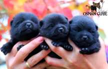 Малышки шипперке схипперке schipperke питомник