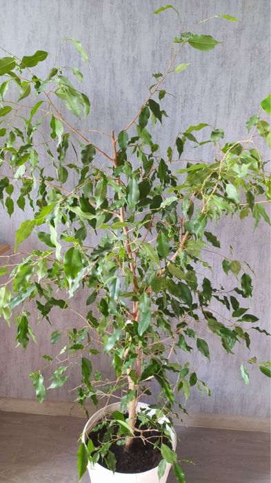 Фикус Бенджамина 110 см