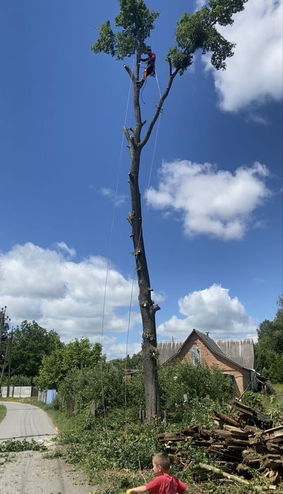 Видалення складних дерев, зрізати дерево, чистка ділянок, подрібнення
