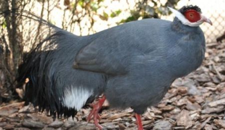 Sprzedam bażanty srebrne ine