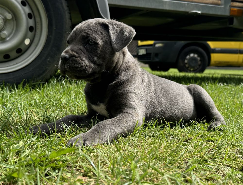 Szczeniak Cane Corso