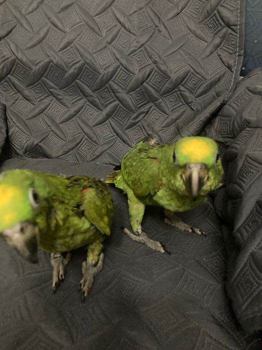 Amazonas ochrocephalo