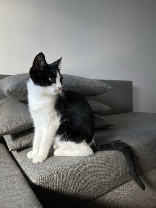 5 miesięczna kochana kotka Felicja szuka domu