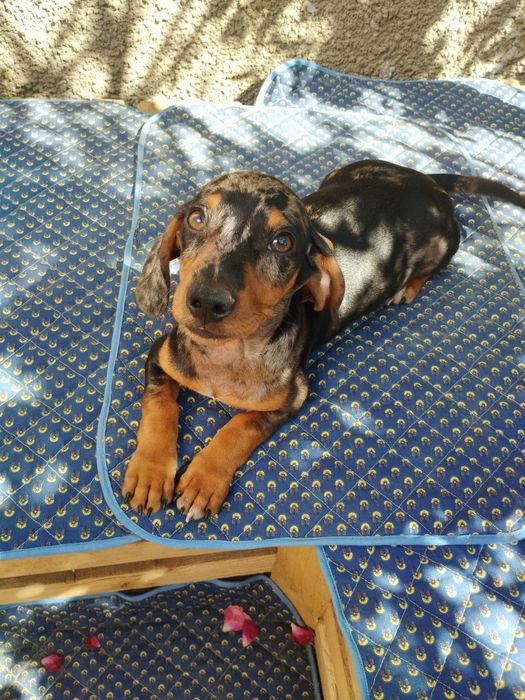 Мраморний красень