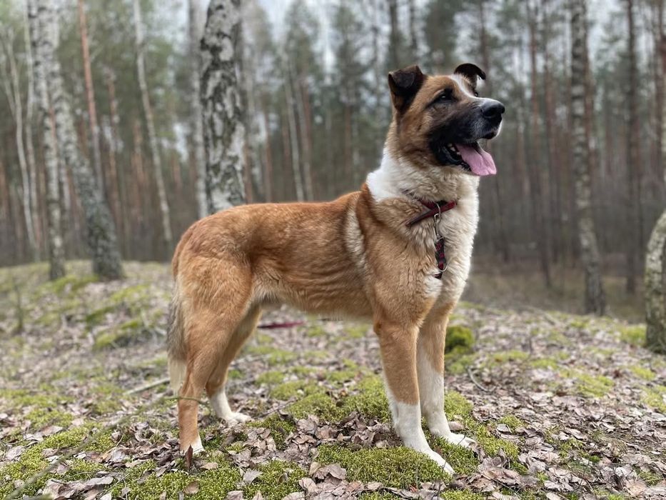 Piękny i dobry Cukier szuka domu!