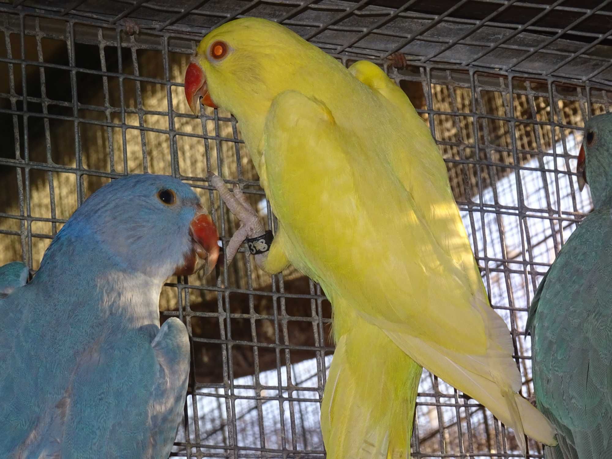 ring necks para cedência de 2025 machos e fêmeas