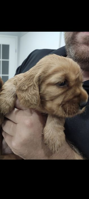 Chłopak, samiec z rodowodem. Cocker spaniel angielski.