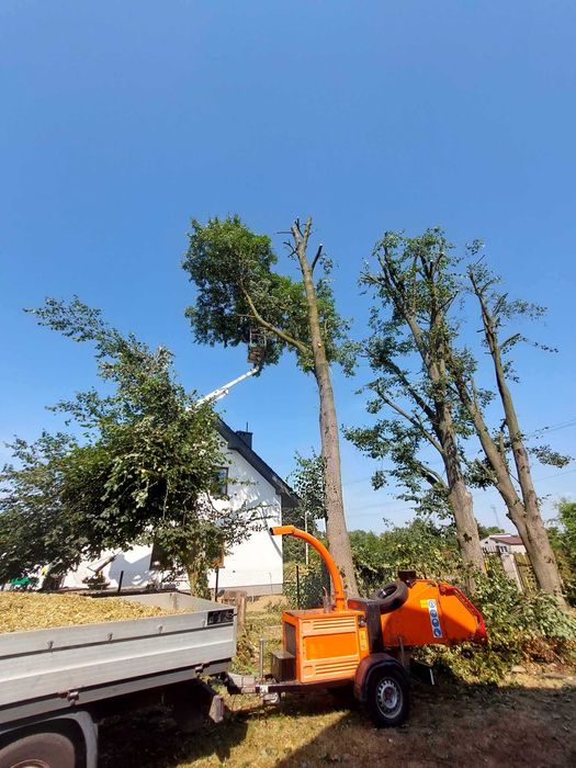 Wycinka Drzew Pielęgnacja Ogrodów