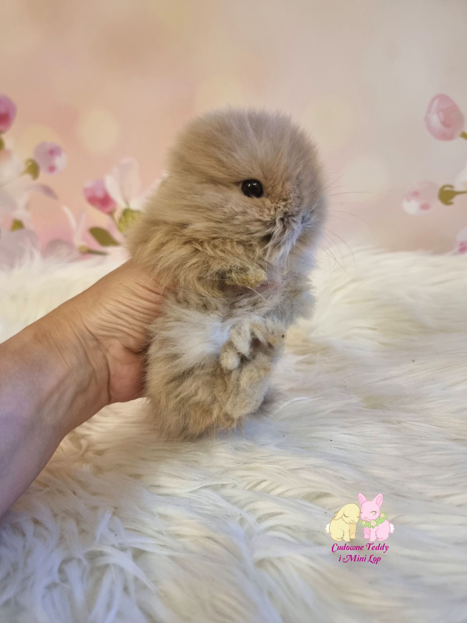 Mini Lopki i karzelek Teddy