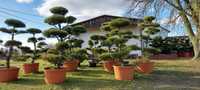 Bonsai sosna bonsai 250 - 300 cm super jakość producent ok duży wybór