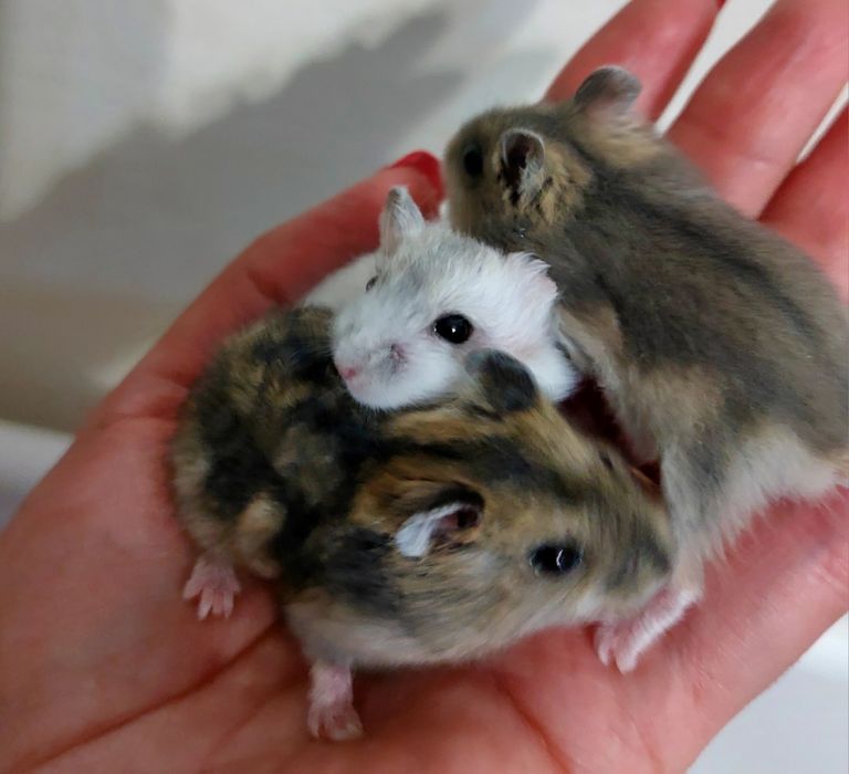 Джунгарські  хом'ячки